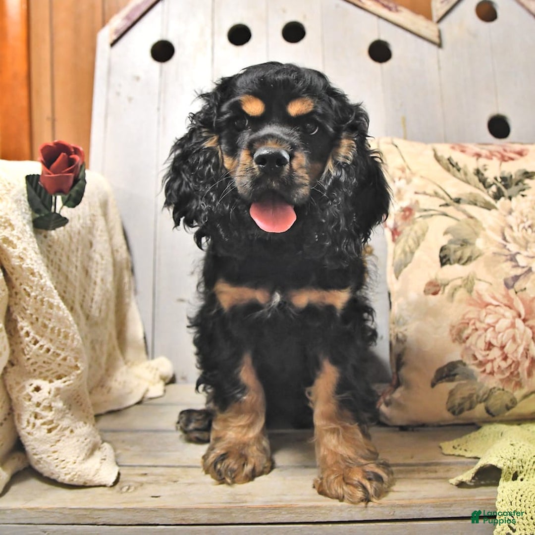 Cocker Spaniel dogs for sale: Banjo - Image 22