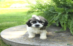 Cavachon dogs for sale: Ophelia - Image 3