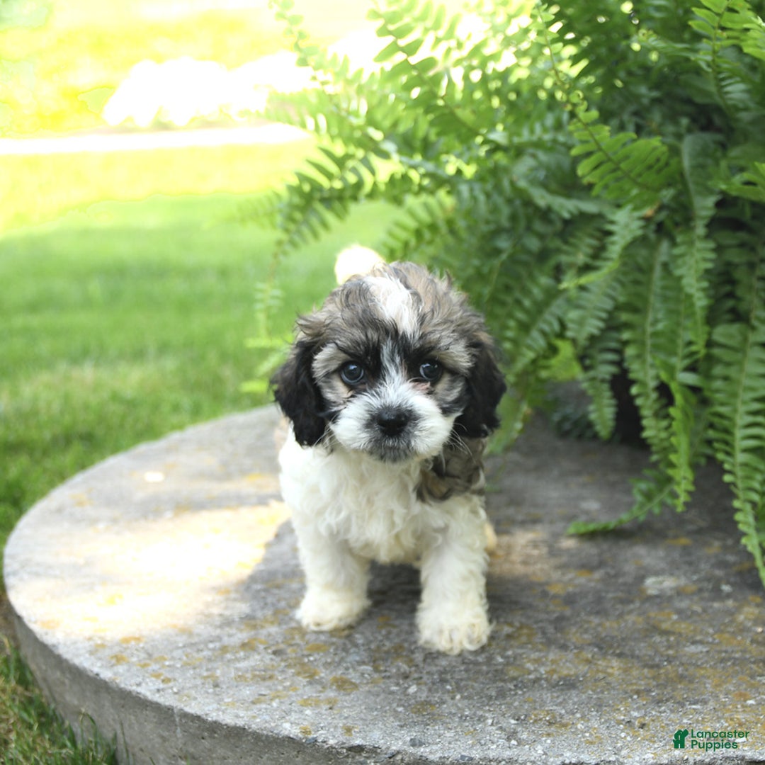 Cavachon dogs for sale: Ophelia - Image 3