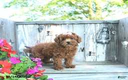 Toy Poodle dogs for sale: Amber - Image 5