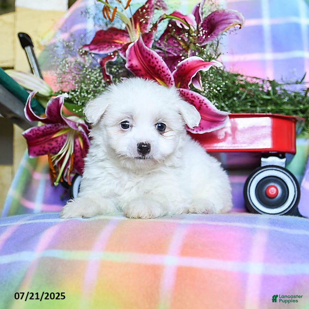 Maltese dogs for sale: Buffy - Image 3