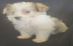 Cavalier King Charles Spaniel dogs for sale: Peanut - Image 5
