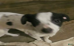 Chihuahua dogs for sale: X - Image 30
