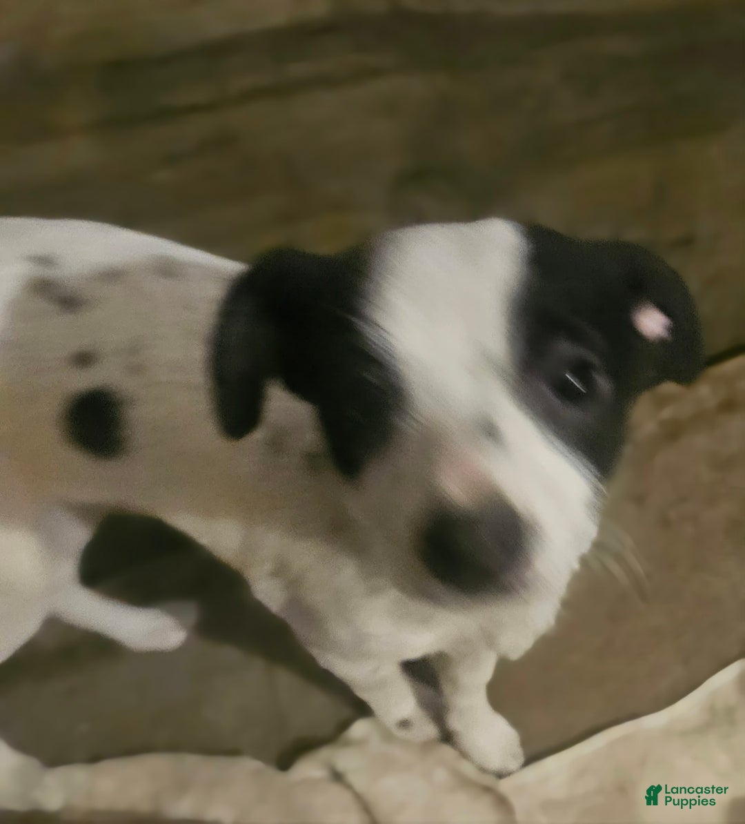 Chihuahua dogs for sale: X - Image 30