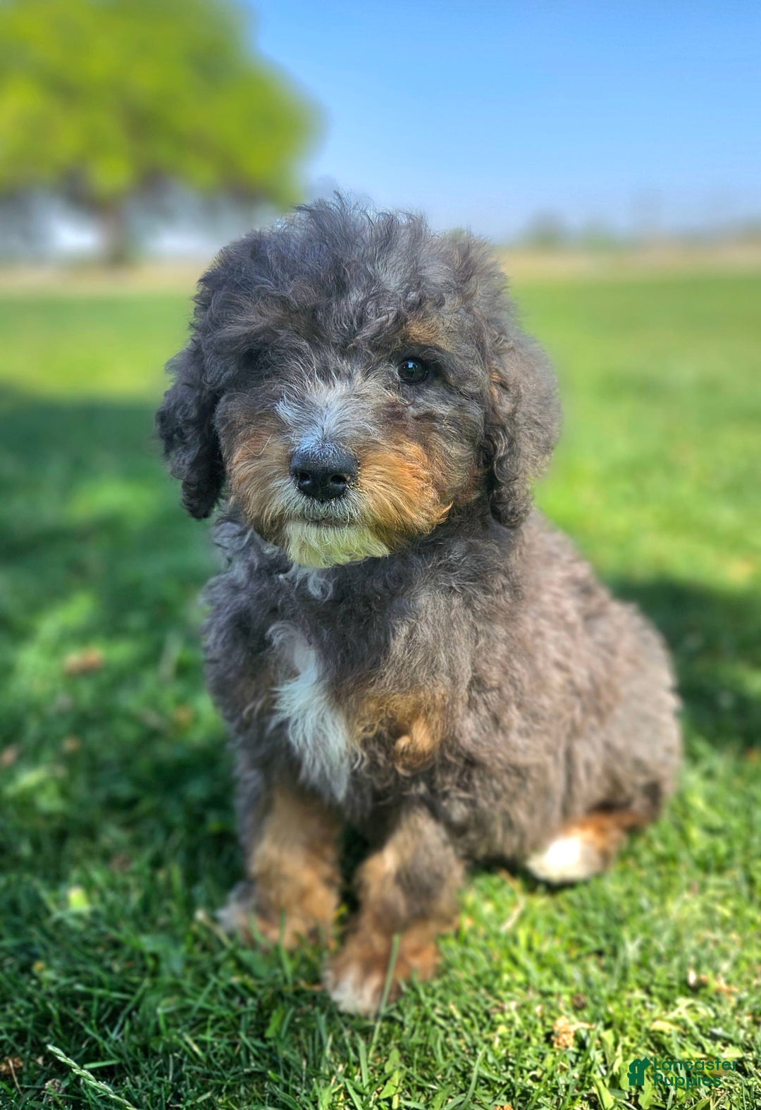 Bernedoodle dogs for sale: Topaz - Image 4