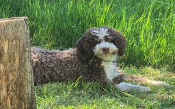 Labradoodle dogs for sale: Puppy 1 - Image 9
