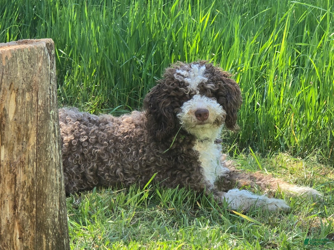Labradoodle dogs for sale: Puppy 1 - Image 9