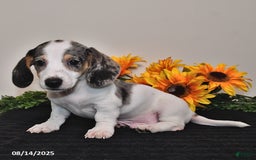 Miniature Dachshund dogs for sale: Pickle - Image 2