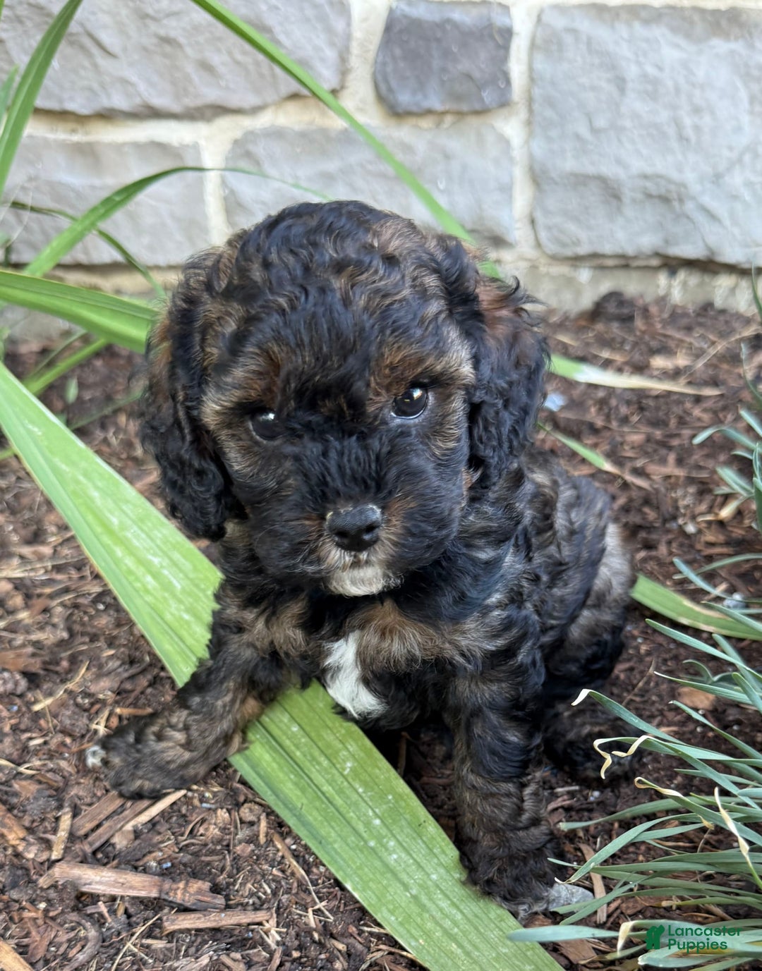 Cockapoo dogs for sale: Buster - Image 1