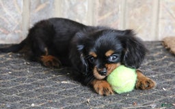 Cavalier King Charles Spaniel dogs for sale: Bentley - Image 11