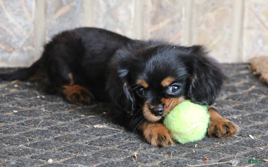 Cavalier King Charles Spaniel dogs for sale: Bentley - Image 11