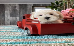 Havanese dogs for sale: Hannah - Image 3