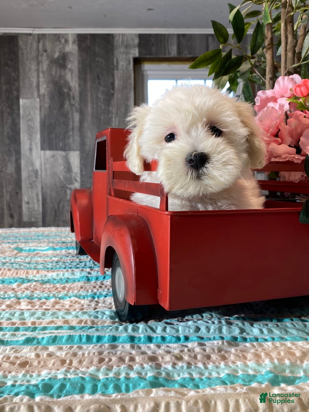 Havanese dogs for sale: Hannah - Image 3