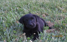 Labrador Retriever dogs for sale: Sophia - Image 1