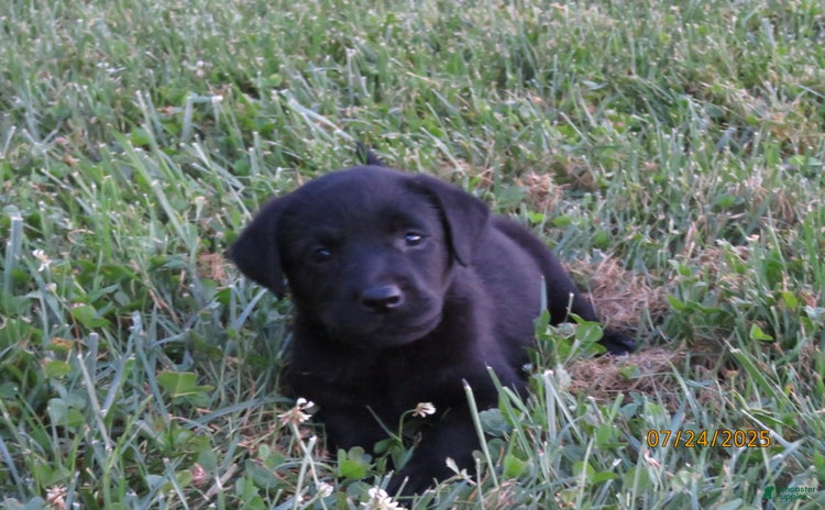 Labrador Retriever dogs for sale - Ad 2