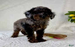 Cockapoo dogs for sale: Cockapoo 5 puppies - Image 25