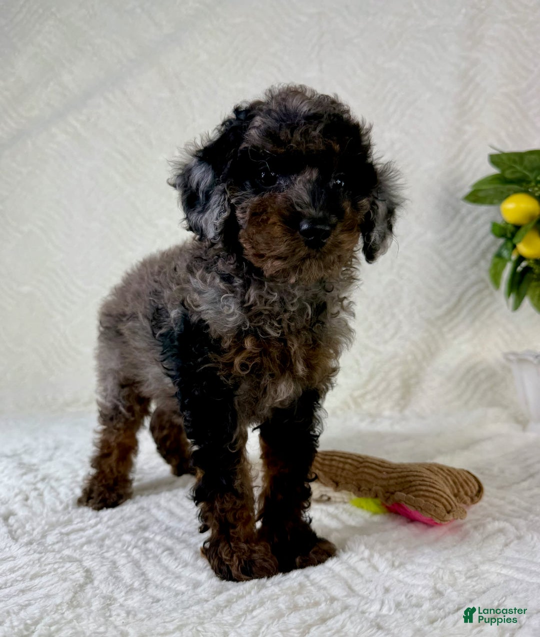 Cockapoo dogs for sale: Cockapoo 5 puppies - Image 25