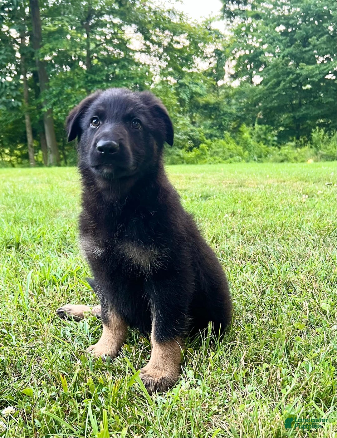German Shepherd dogs for sale: Liberty - Image 11