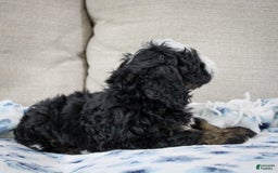 Mini Bernedoodle dogs for sale: Leo - Image 13