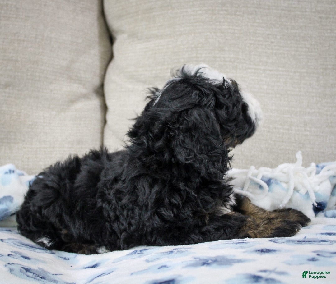 Mini Bernedoodle dogs for sale: Leo - Image 13