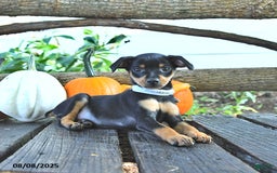 Miniature Pinscher dogs for sale: Fanny - Image 1