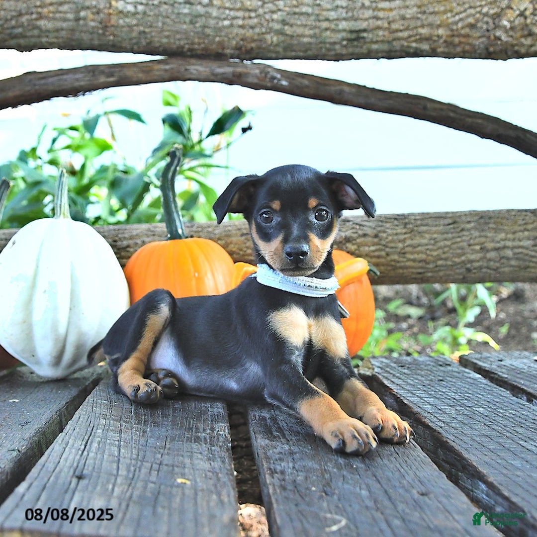 Miniature Pinscher dogs for sale: Fanny - Image 1