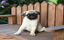 Pug dogs for sale: Pug 6 puppies - Image 6