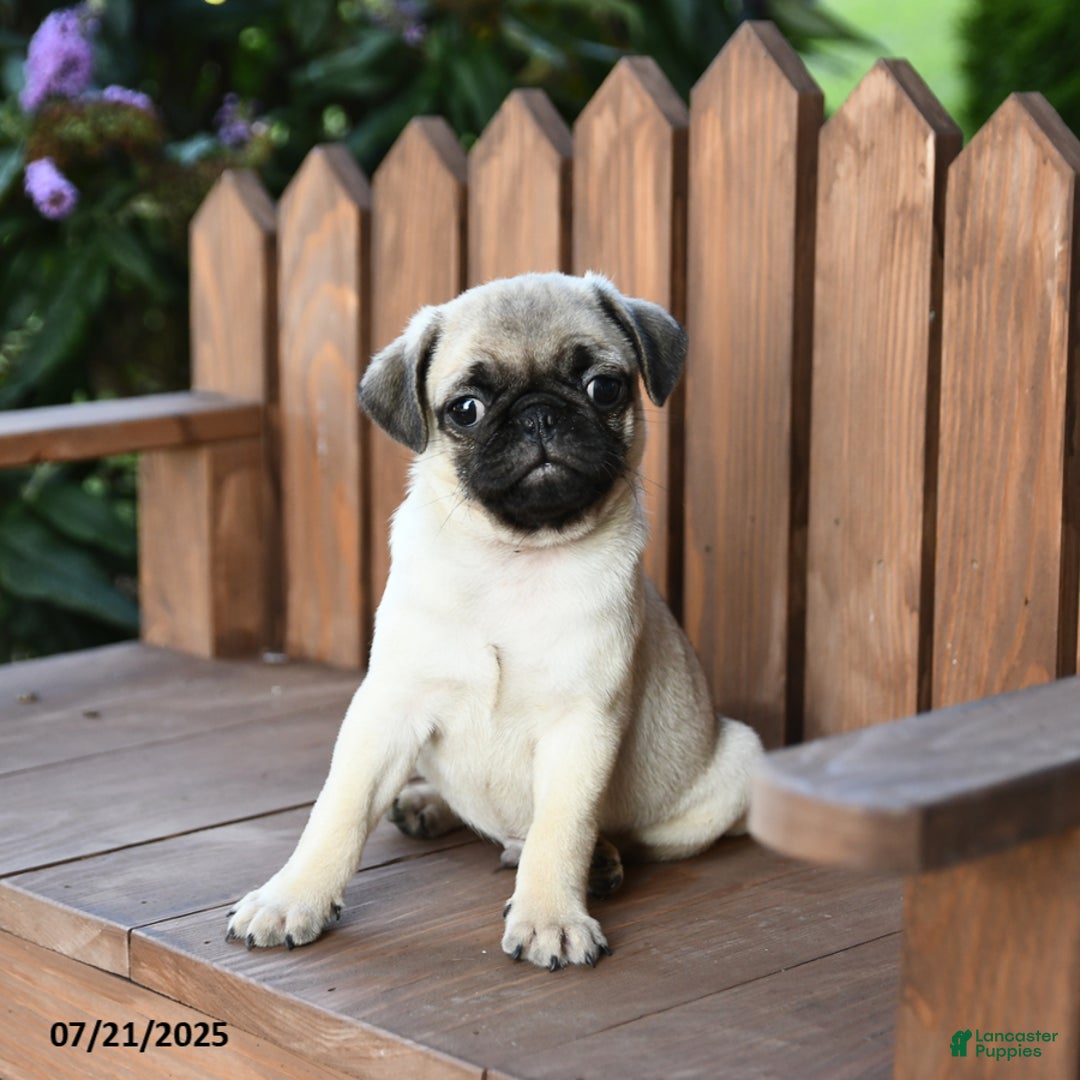 Pug dogs for sale: Pug 6 puppies - Image 6