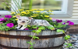 French Bulldog dogs for sale: Charlie - Image 1