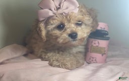 Cavapoo dogs for sale: Livy - Image 1