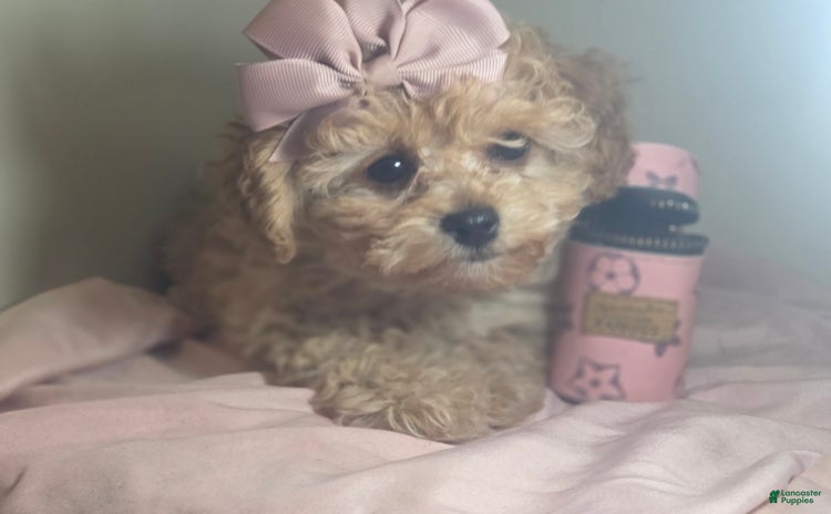 Cavapoo dogs for sale - Ad 1