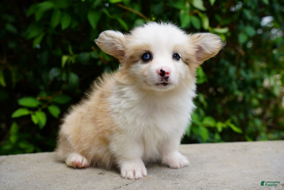 American Corgi dogs for sale: Copper - Image 6