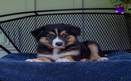 Australian Shepherd dogs for sale: Lily - Image 2
