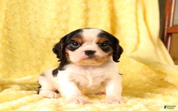 Cavalier King Charles Spaniel dogs for sale: Clapton - Image 4