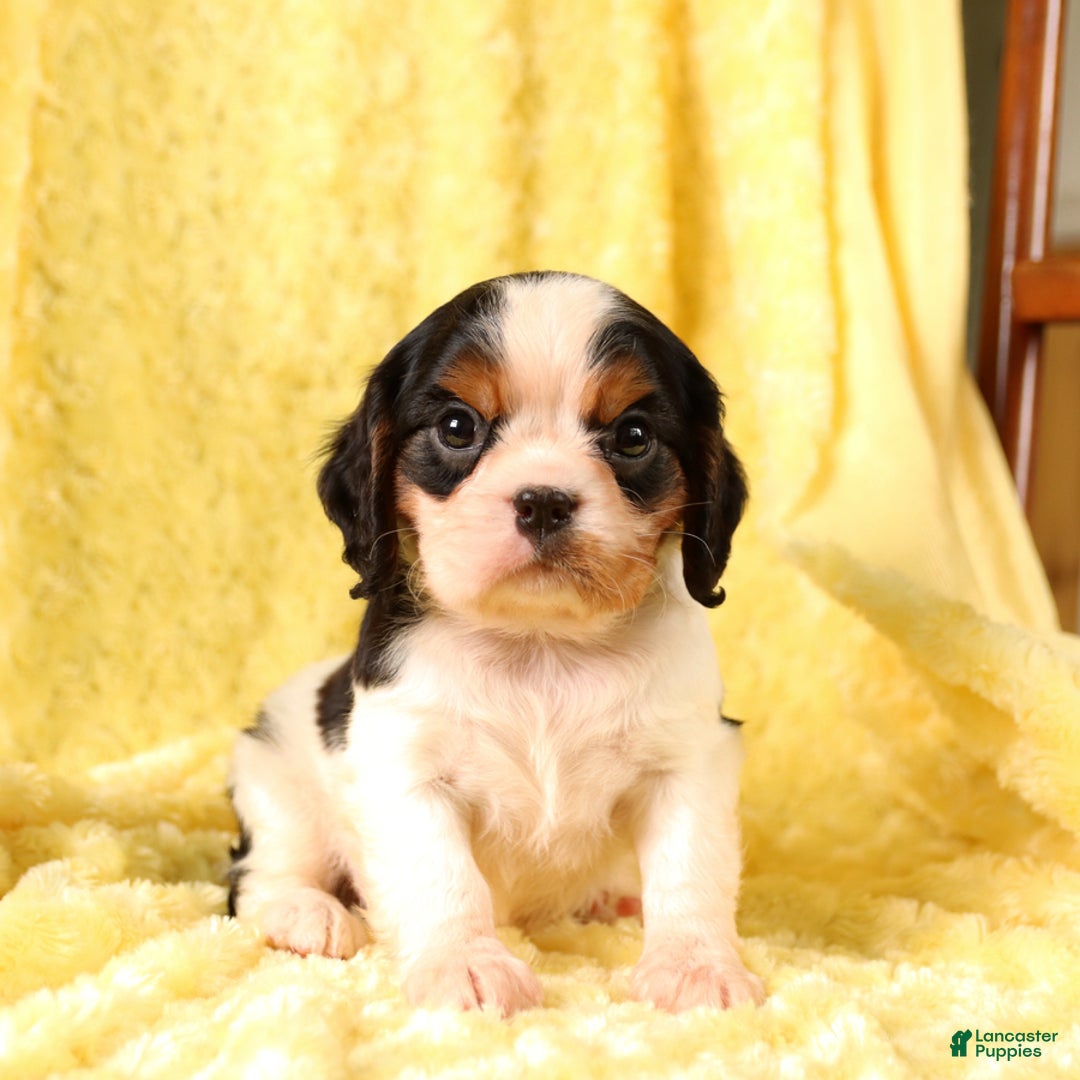 Cavalier King Charles Spaniel dogs for sale: Clapton - Image 4