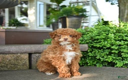 Toy Poodle dogs for sale: Evie - Image 1