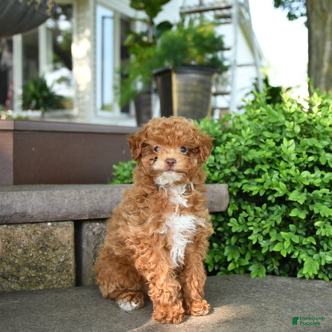 Toy Poodle dogs for sale: Evie - Image 1