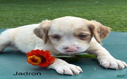 Brittany Spaniel dogs for sale: Jadron - Image 3