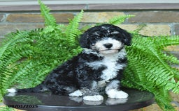 Mini Aussiedoodle dogs for sale: Curly - Image 5