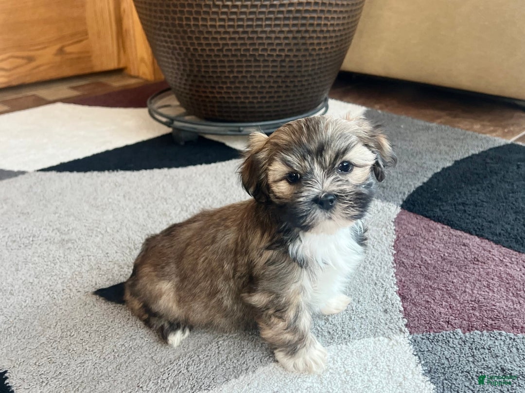Lhasa Apso dogs for sale: Lola - Image 1