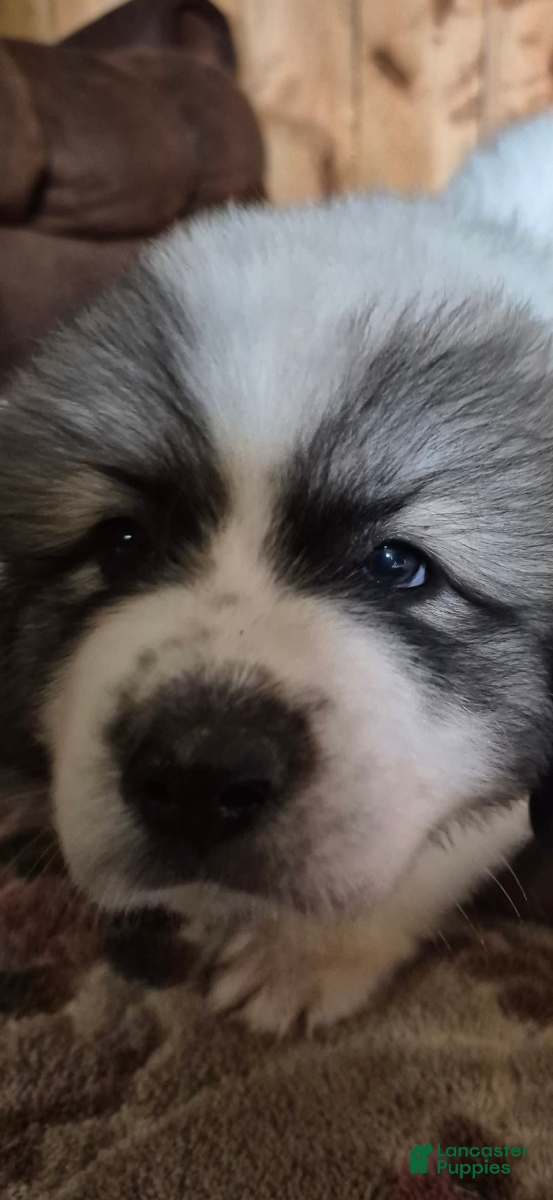 Great Pyrenees dogs for sale: Yellow - Image 11
