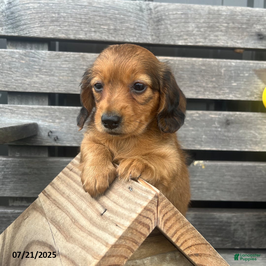 Miniature Dachshund dogs for sale: Nancy - Image 2