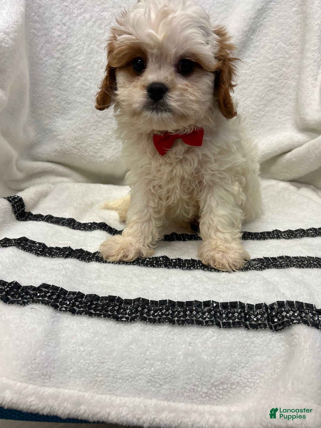 Cavapoo dogs for sale: Brownie - Image 2