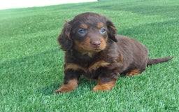 Miniature Dachshund dogs for sale: Coco - Image 1