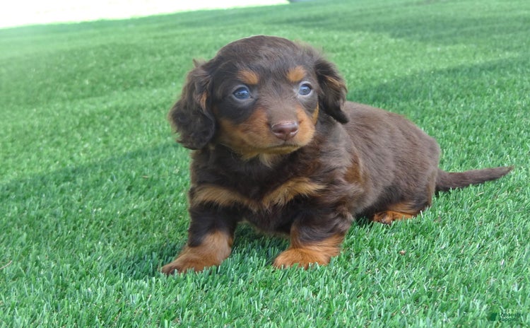 Miniature Dachshund dogs for sale - Ad 3