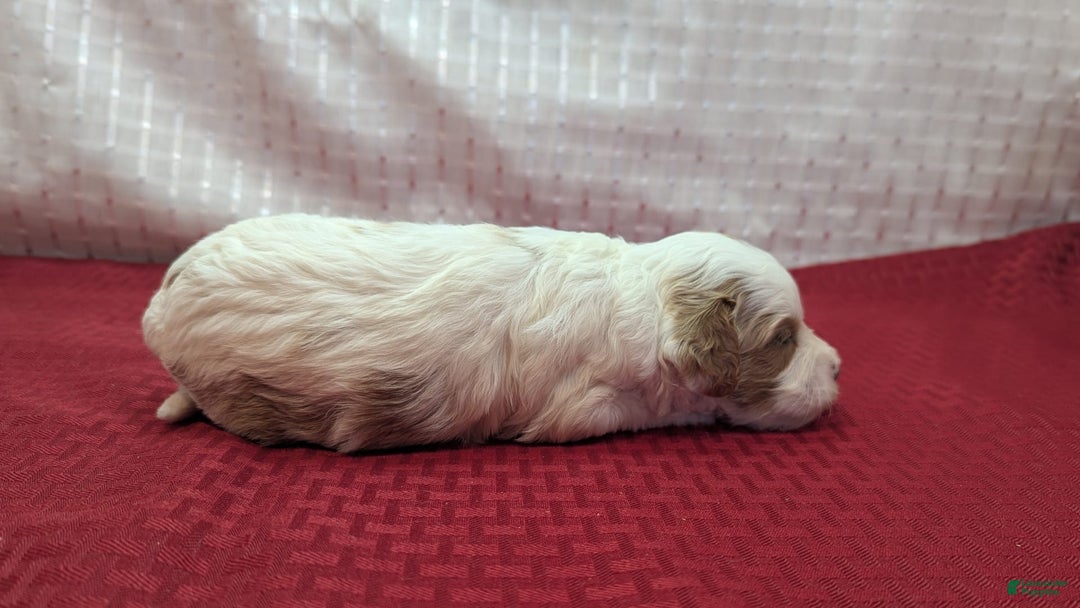 Cavapoo dogs for sale: Buzz - Image 19