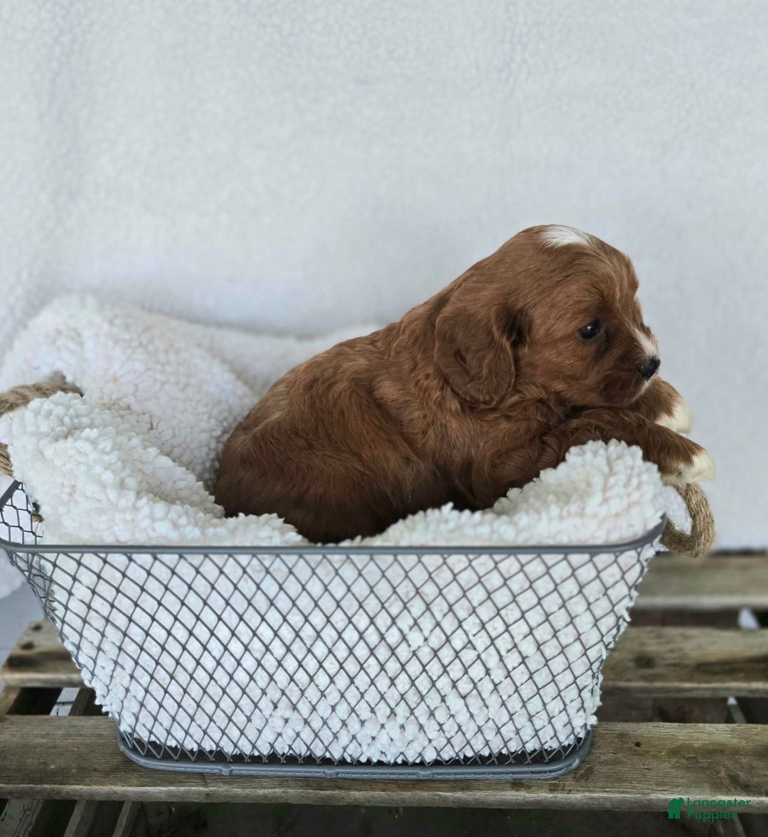 Cavapoo dogs for sale: Bryce - Image 9