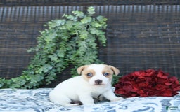 Jack Russell Terrier dogs for sale: Ranger - Image 1