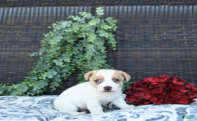 Jack Russell Terrier dogs for sale - Ad 3