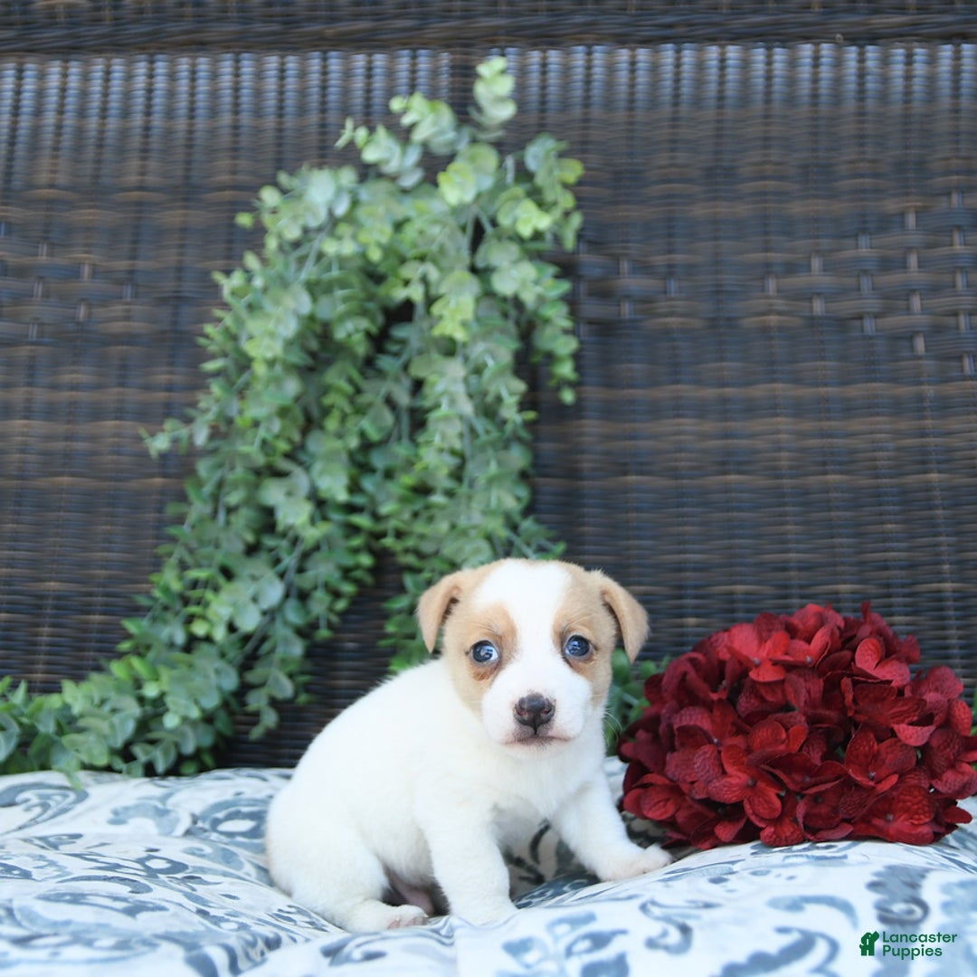Jack Russell Terrier dogs for sale: Ranger - Image 1